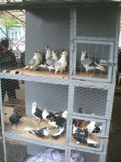 DSCF6021 - Piata de porumbei pasari de curte si animale mici - Galati la 13 aprilie 2014
