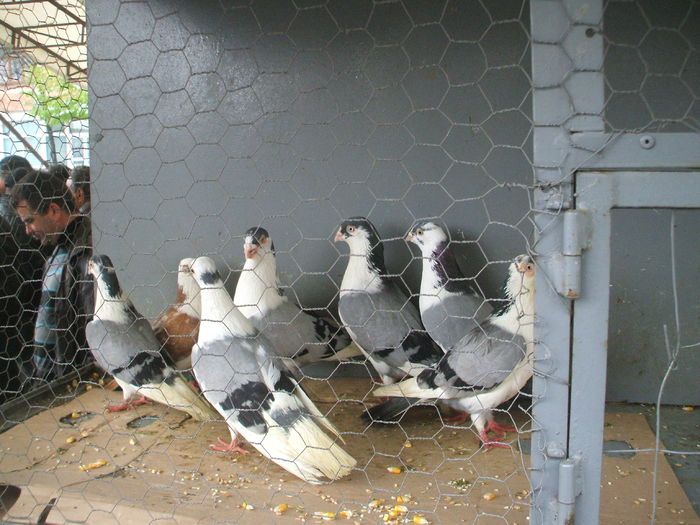 DSCF6022 - Piata de porumbei pasari de curte si animale mici - Galati la 13 aprilie 2014