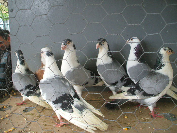 DSCF6023 - Piata de porumbei pasari de curte si animale mici - Galati la 13 aprilie 2014