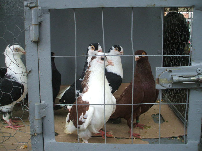 DSCF6026 - Piata de porumbei pasari de curte si animale mici - Galati la 13 aprilie 2014