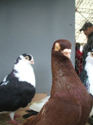 DSCF6027 - Piata de porumbei pasari de curte si animale mici - Galati la 13 aprilie 2014