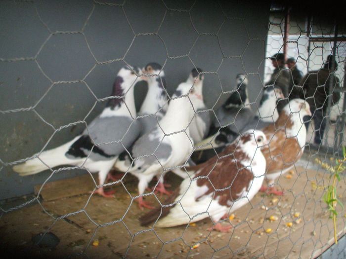 DSCF6093 - Piata de porumbei pasari de curte si animale mici - Galati la 13 aprilie 2014