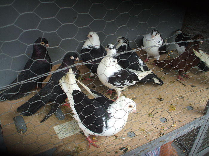 DSCF6094 - Piata de porumbei pasari de curte si animale mici - Galati la 13 aprilie 2014