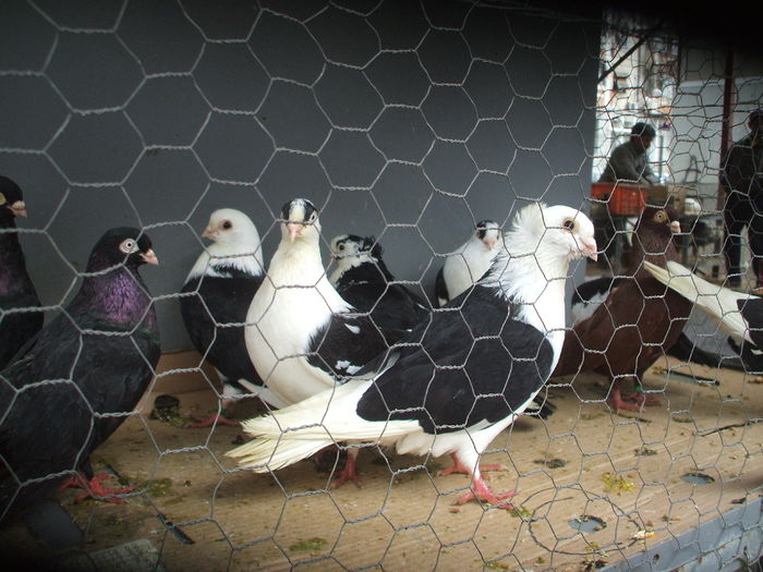 DSCF6095 - Piata de porumbei pasari de curte si animale mici - Galati la 13 aprilie 2014