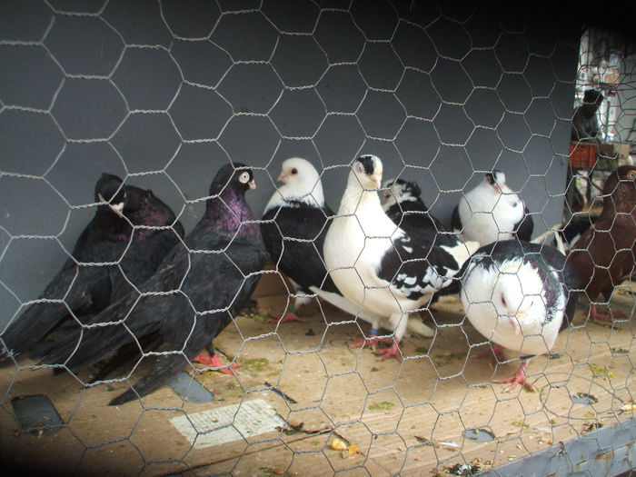DSCF6097 - Piata de porumbei pasari de curte si animale mici - Galati la 13 aprilie 2014