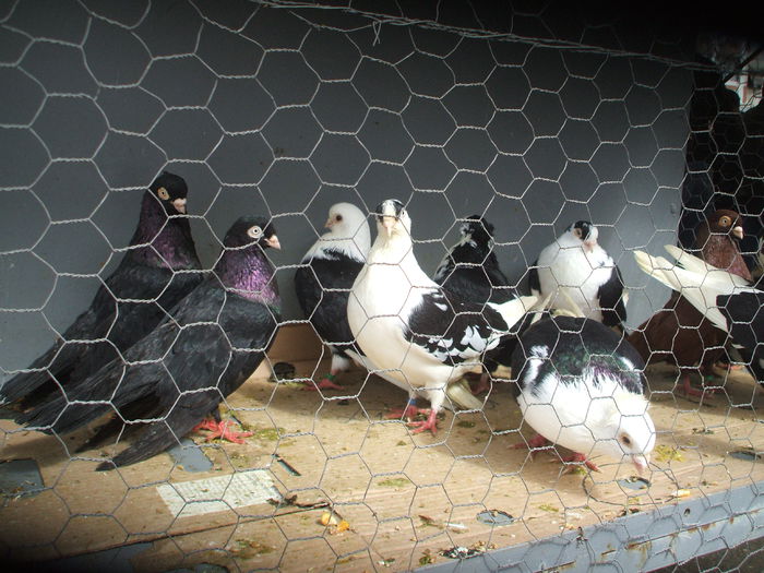 DSCF6099 - Piata de porumbei pasari de curte si animale mici - Galati la 13 aprilie 2014