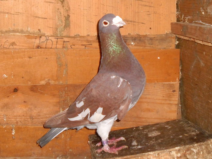 M HUNG 2002 Meulemans%