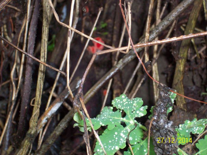 100_6331 - diverse