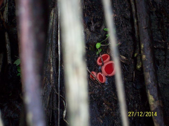 100_6333 - diverse