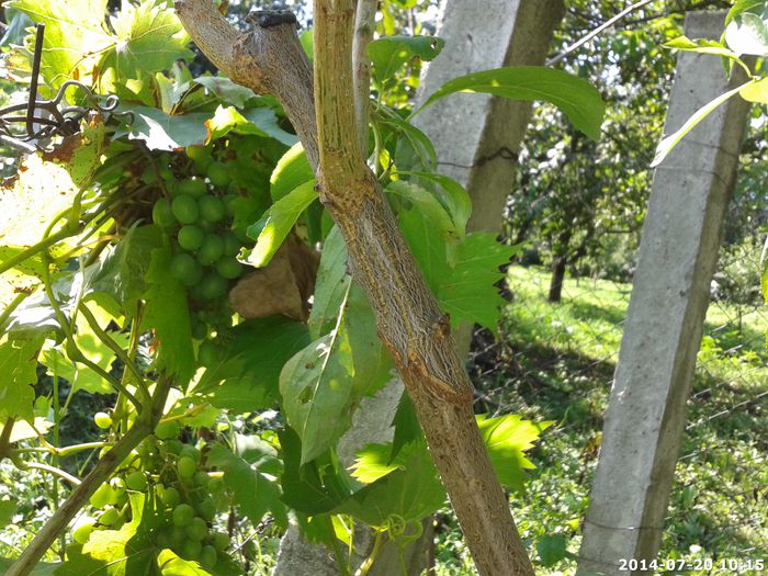 2014-07-20_10.15.34_13