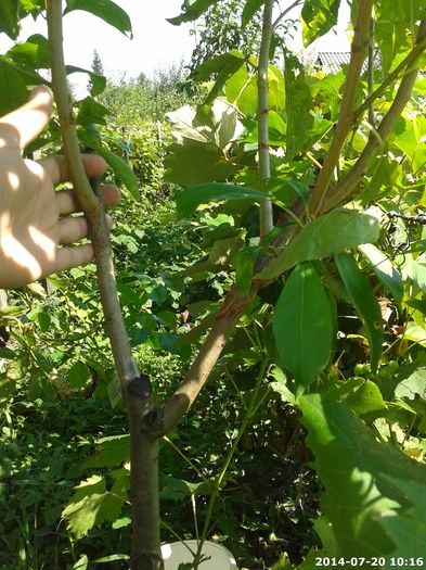 2014-07-20_10.16.02_16