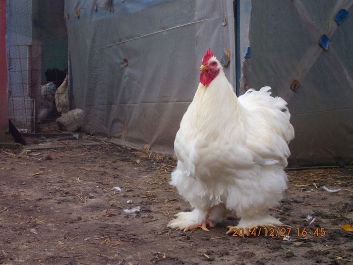 10848832_1583041348596331_5353577500808081693_o