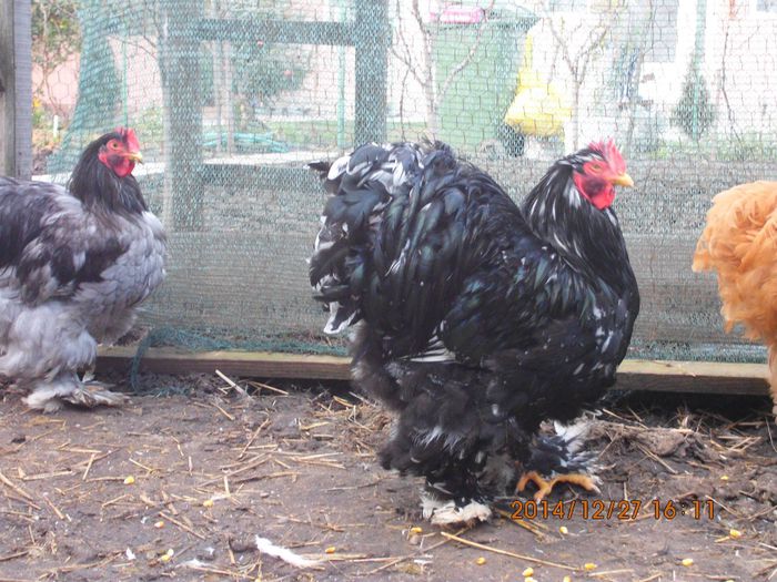 10856756_1583040538596412_9217359282750358153_o