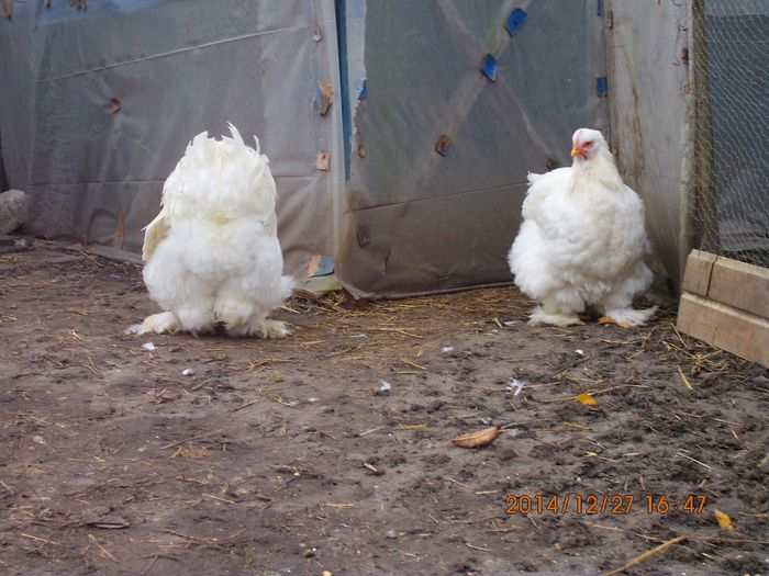 10860883_1583041381929661_211520092019776989_o