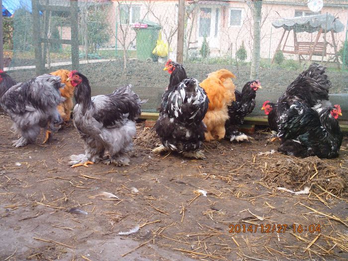 10896152_1583039621929837_1628838158338966330_o