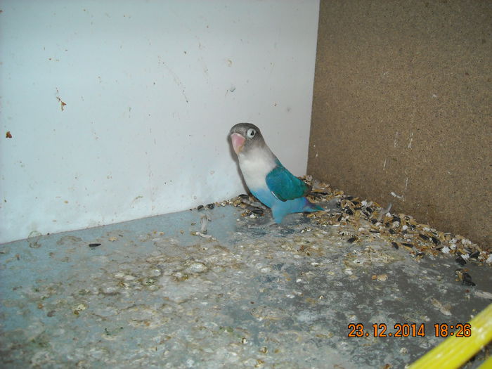 DSCN0116 - Agapornisii mei