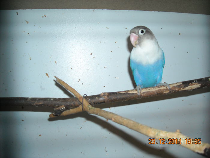 DSCN0117 - Agapornisii mei