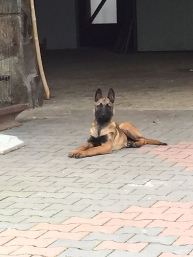 image - Ciobanesc Belgian Malinois