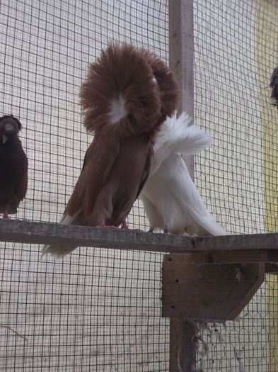 gulerati pui 25 dec 008