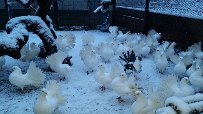 20141227_162548 - porumbei voltati albi