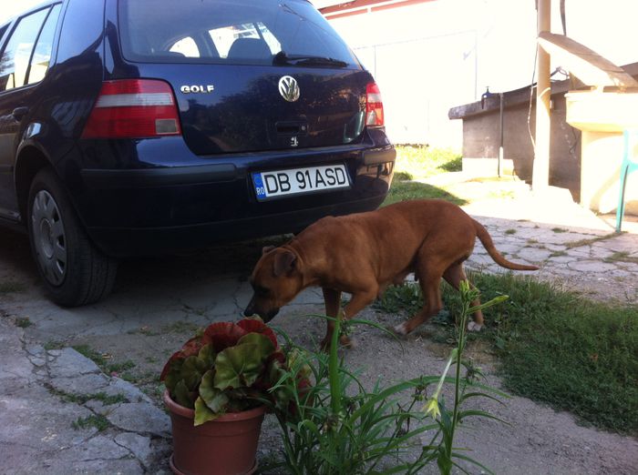 Picture 001 - altele