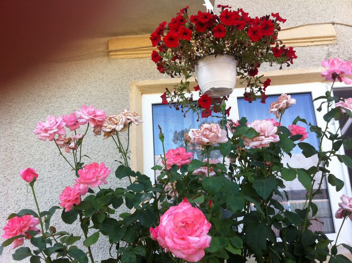 Picture 024 - altele