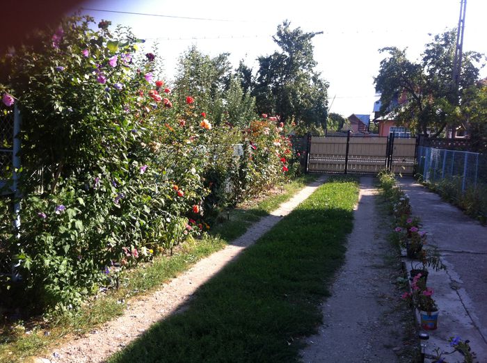 Picture 026 - altele