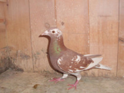 F 2012  58 VIN. BAIA BORSA