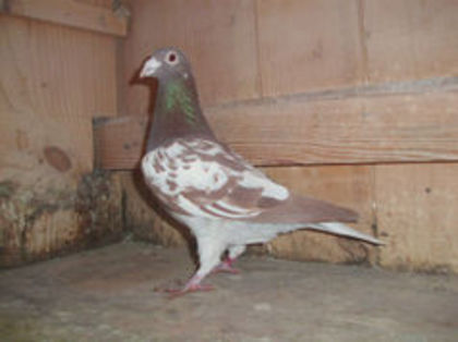 M 2013 DINU BACAU - Meulemans Vandut