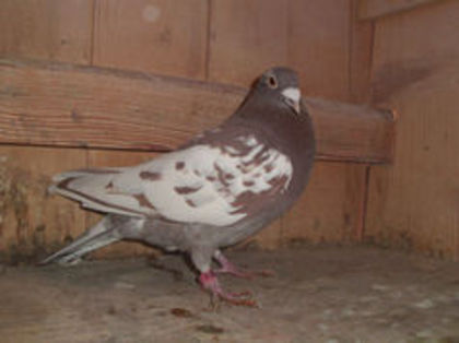 M 2013 - Meulemans Vandut