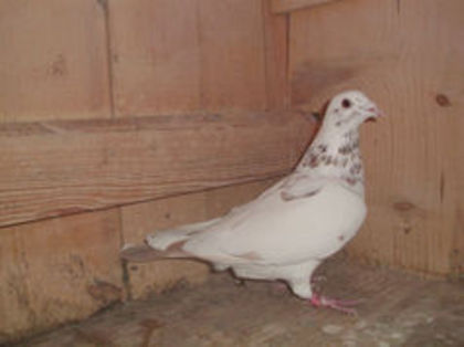 F VIN CARAS-SEVERIN 890 - Meulemans Vandut