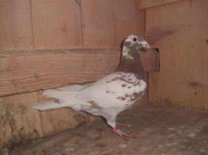 F 2013 DINU BACAU - Meulemans Vandut