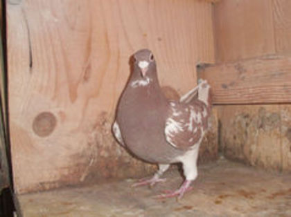 F 2012 VIN SV 57 - Meulemans Vandut