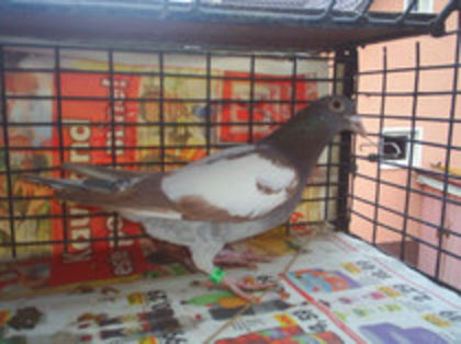 M 2011 - Meulemans Vandut
