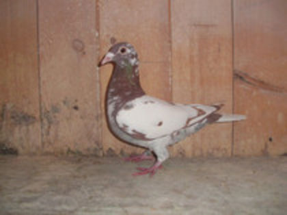 F 2012 - Meulemans Vandut