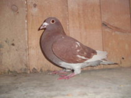 F 2012 - Meulemans Vandut