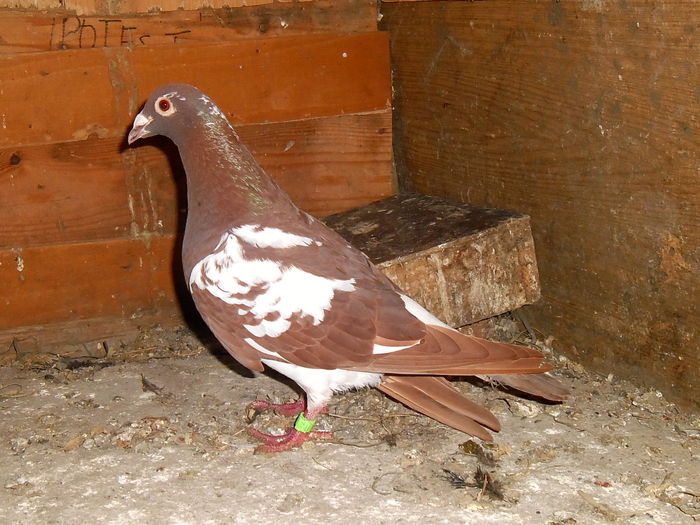 F 2013 Meulemans%; 2 clasari viteza in 2014 apoi a fost lovita de uliu si nu mai poate zbura bine!
