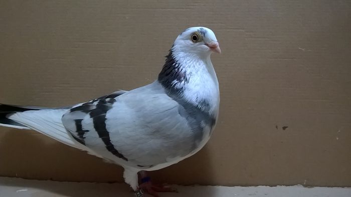  - 5-PUI 2014