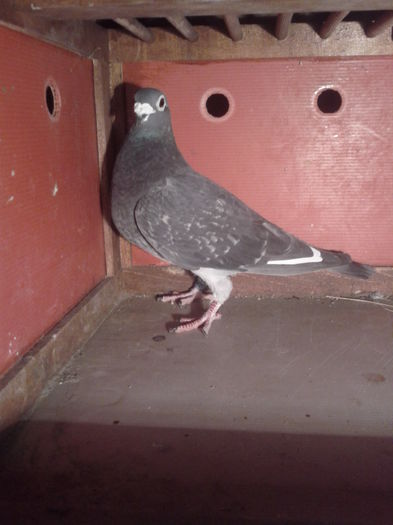 Guta-02-RO  Stichelbaut 100%