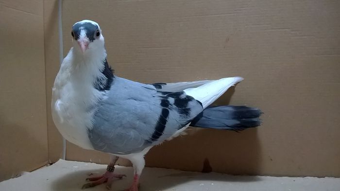  - 5-PUI 2014