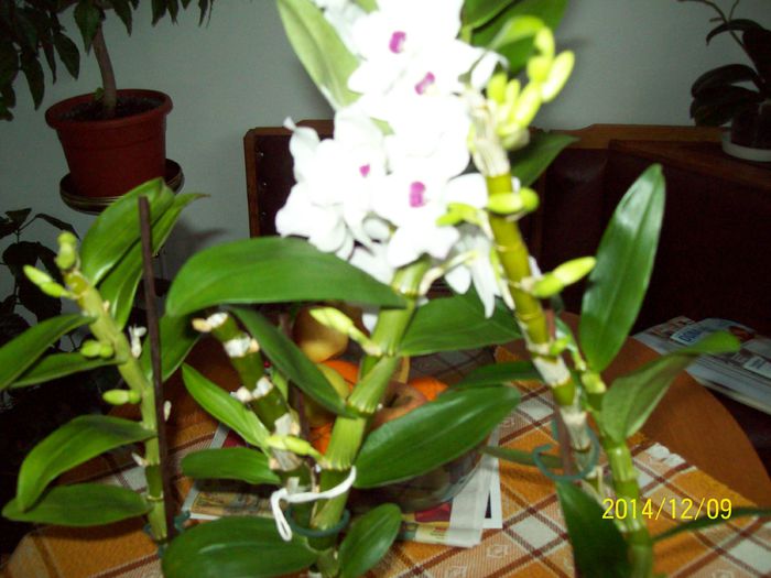 103_4303; dendrobium nobile
