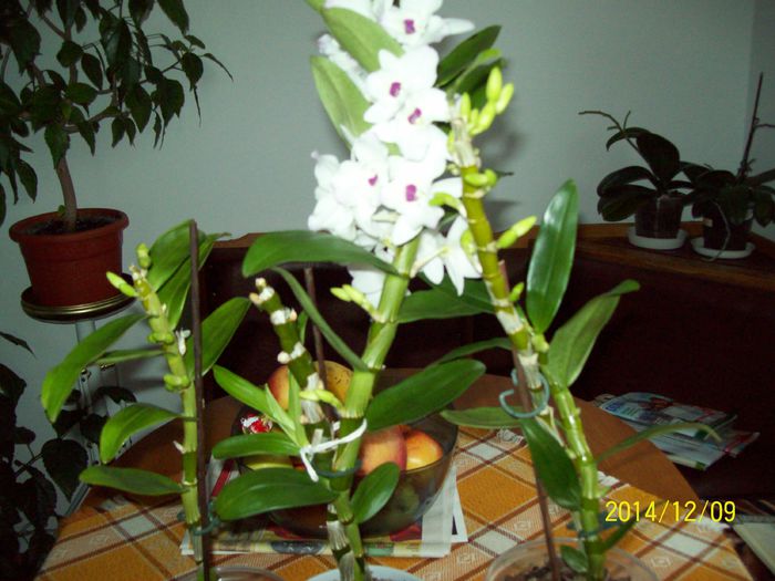 103_4304; Dendrobium nobile
