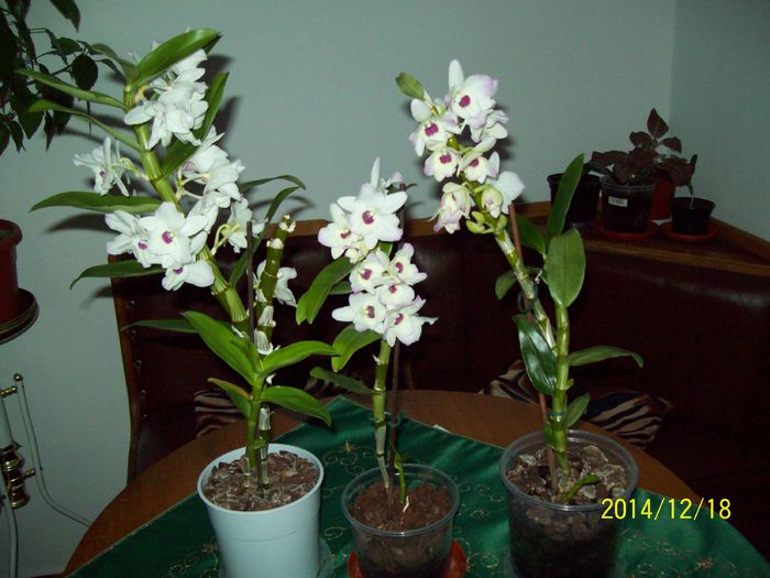 103_4315 - Amarilis si dendrobium