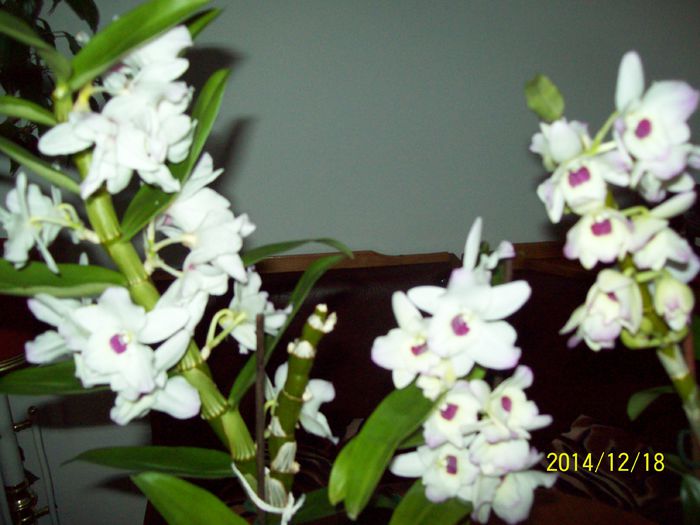 103_4316 - Amarilis si dendrobium