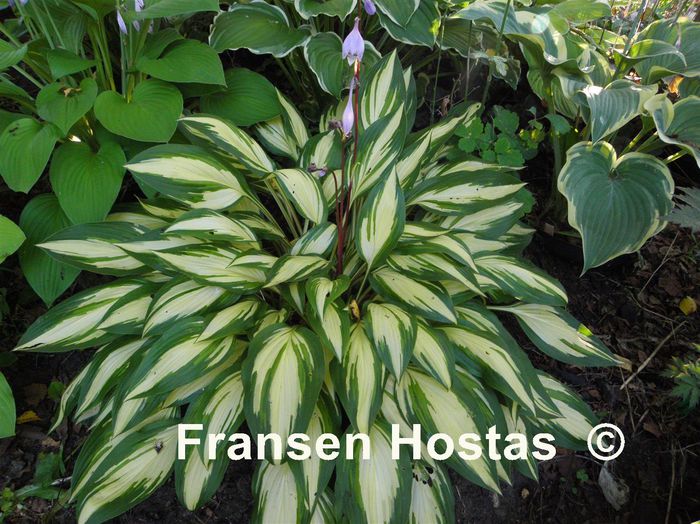 Cherry Berry - Hostas