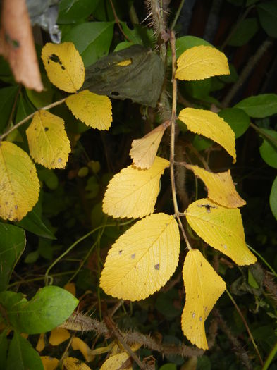 Autumn Colors (2014, November 09)