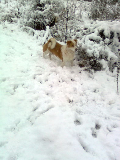 OSMAN :))