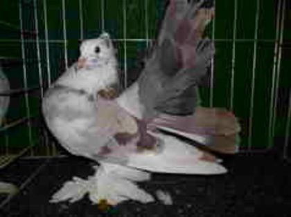 Mascul 2014 - VOLTATI INDIENI PENTRU 2023