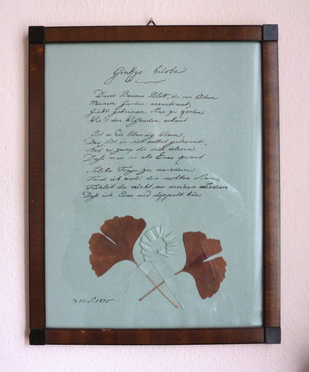 5 Goethe Ginkgo Biloba - 40 Requiescat in pace Ginkgozza - Vivat gens Ginkgoaceae -- RIP Ginkguta - Vivat ginta Ginkgo