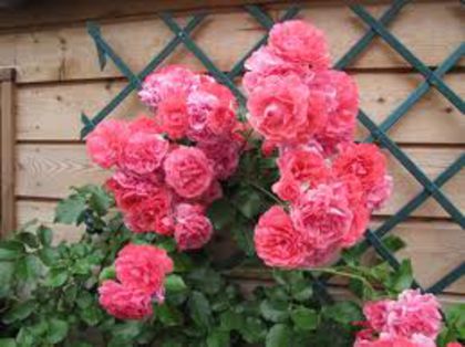 Rosarium Ueterson cl shrub 350 - 000 2014 Achizitii trandafiri toamna